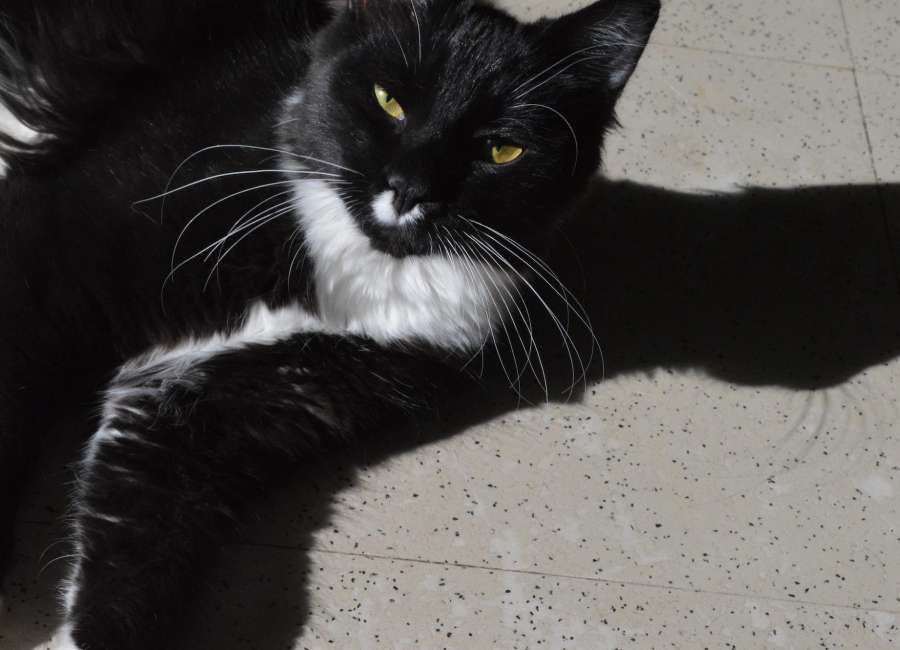 Pet of the Week: Stewie