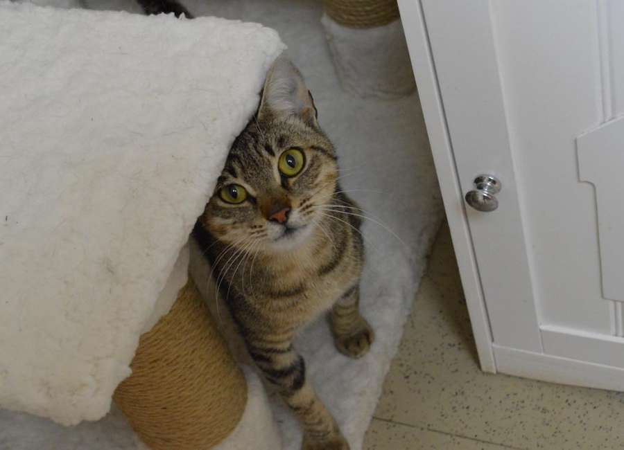 Pet of the Week: Stripes