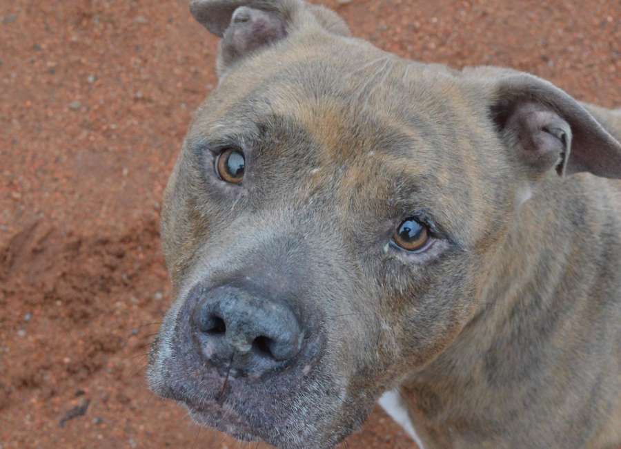Pet of the Week: Winston