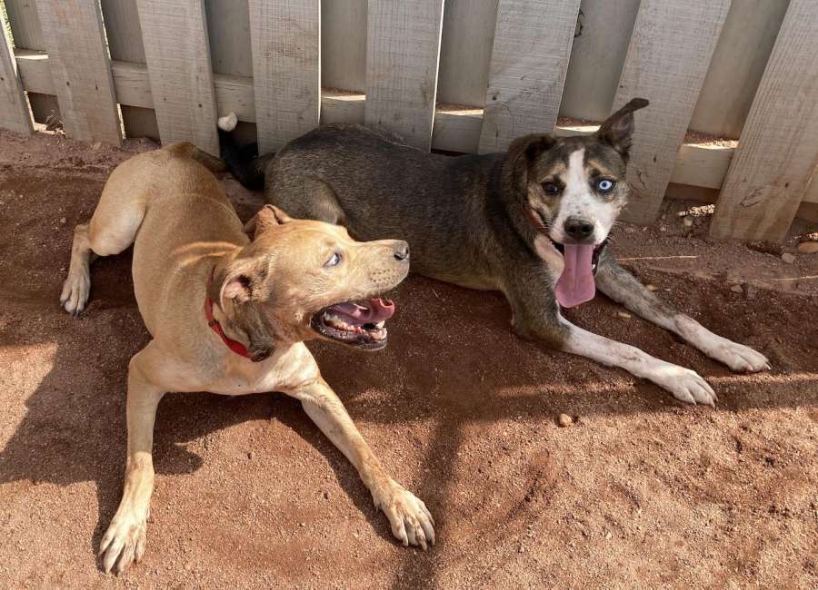 Pets of the Week: Moose and Milo