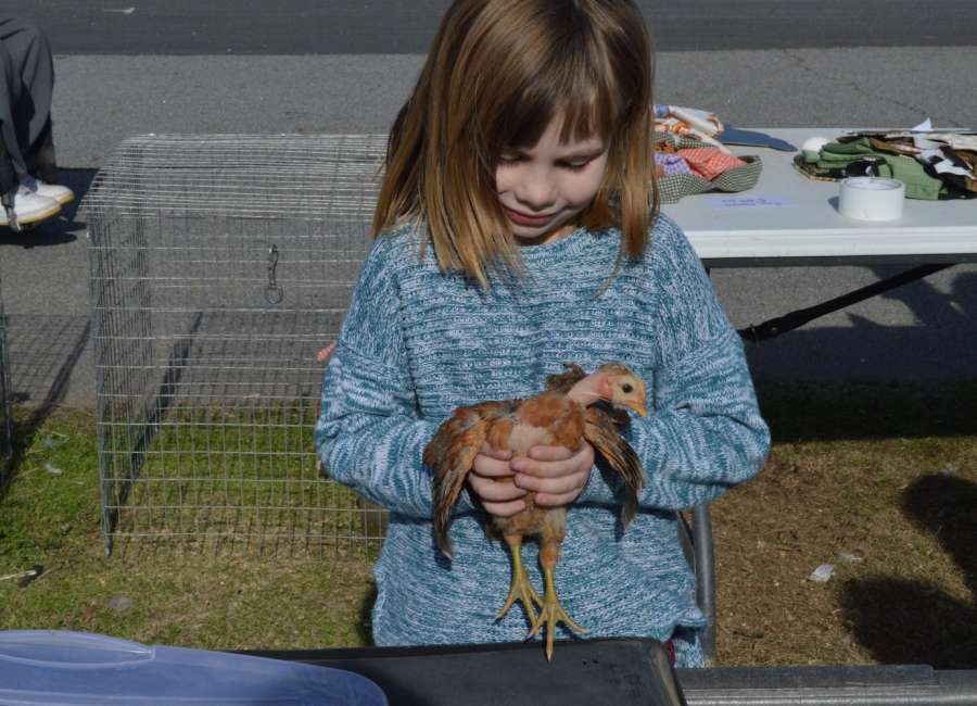 Poultry swap meet Friday, Saturday at Hunter Complex