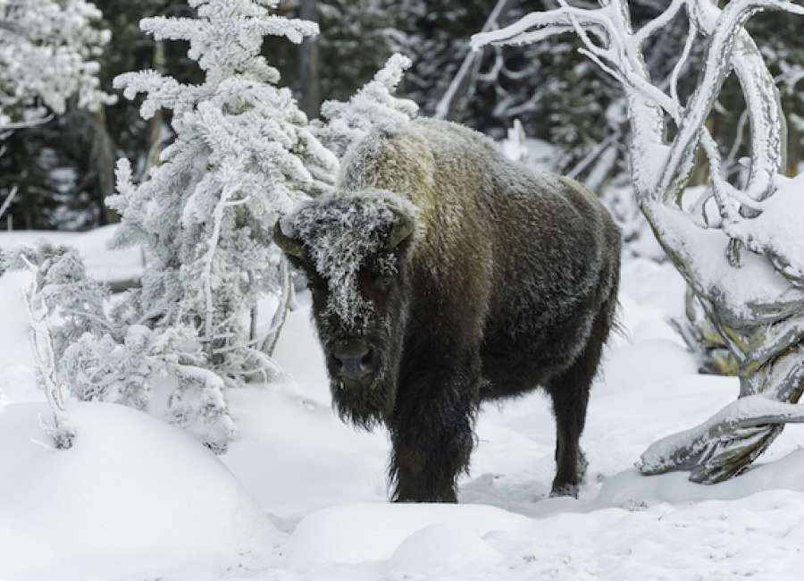 There & back again: Yellowstone National Park in winter