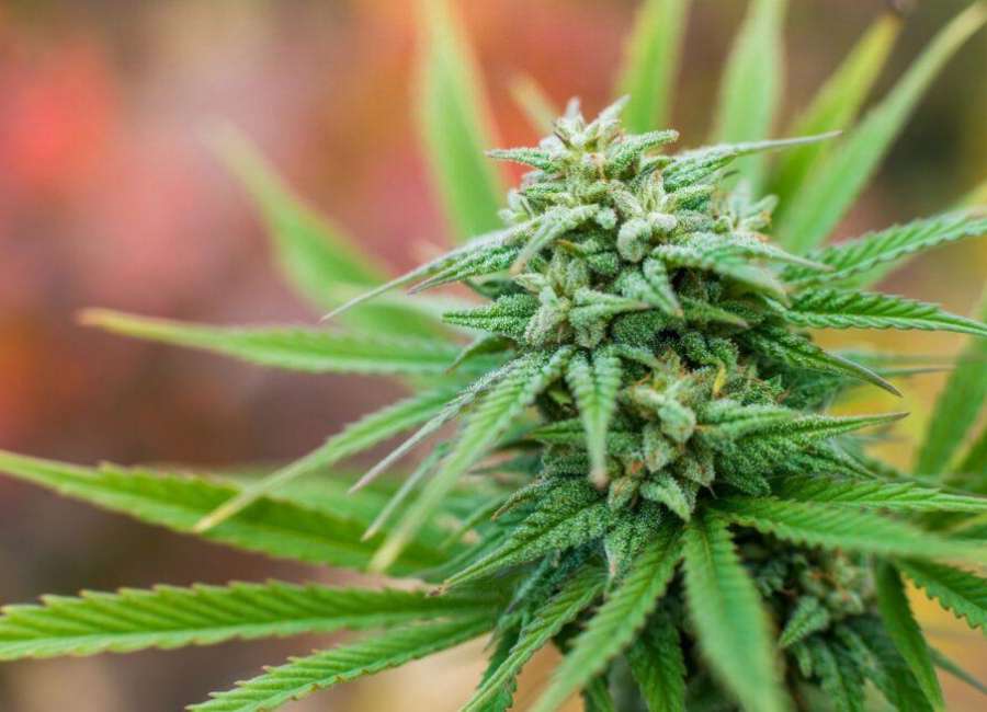 Medical marijuana program fix passes Georgia House and Senate