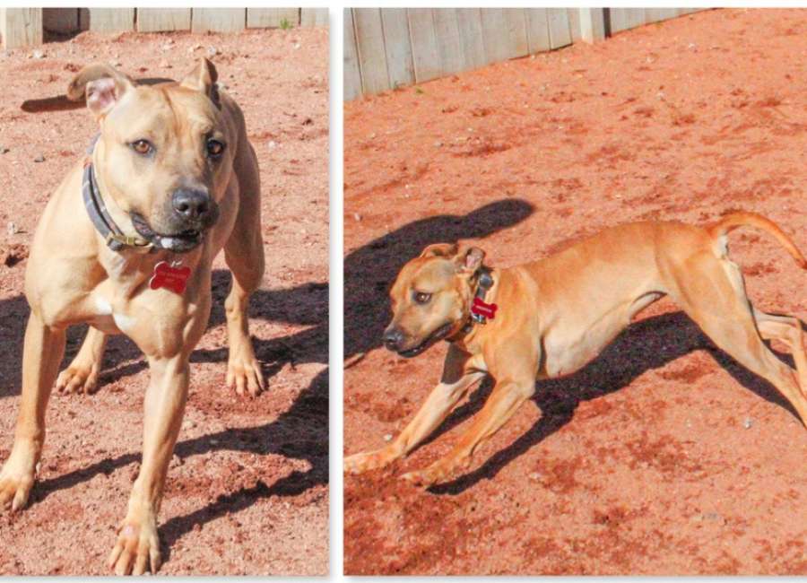 Pet of the Week: Diamond