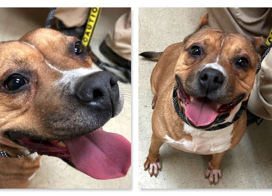 Pet of the Week: Junie