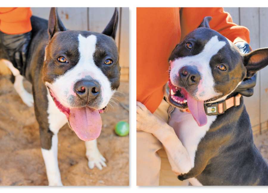 Pet of the Week: Kuma