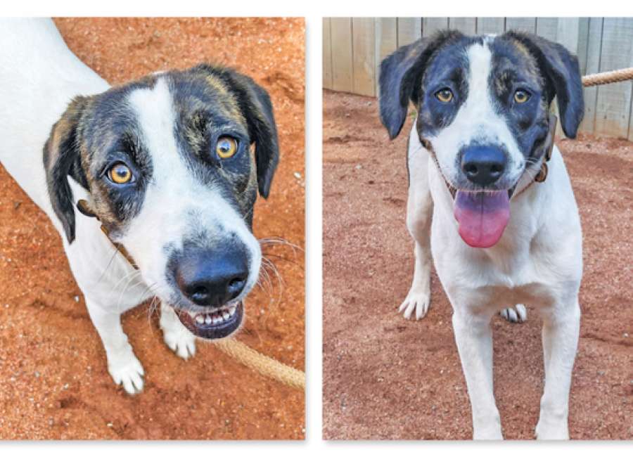 Pet of the Week: Mabel