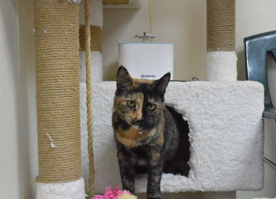 Pet of the Week: Wilma