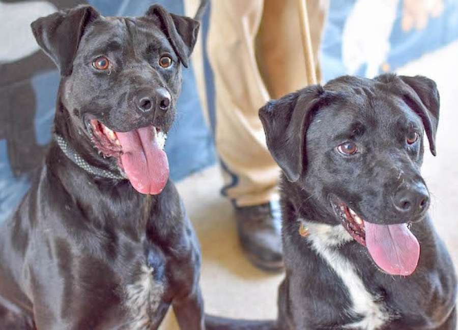 Pets of the Week: Hunter and Jet