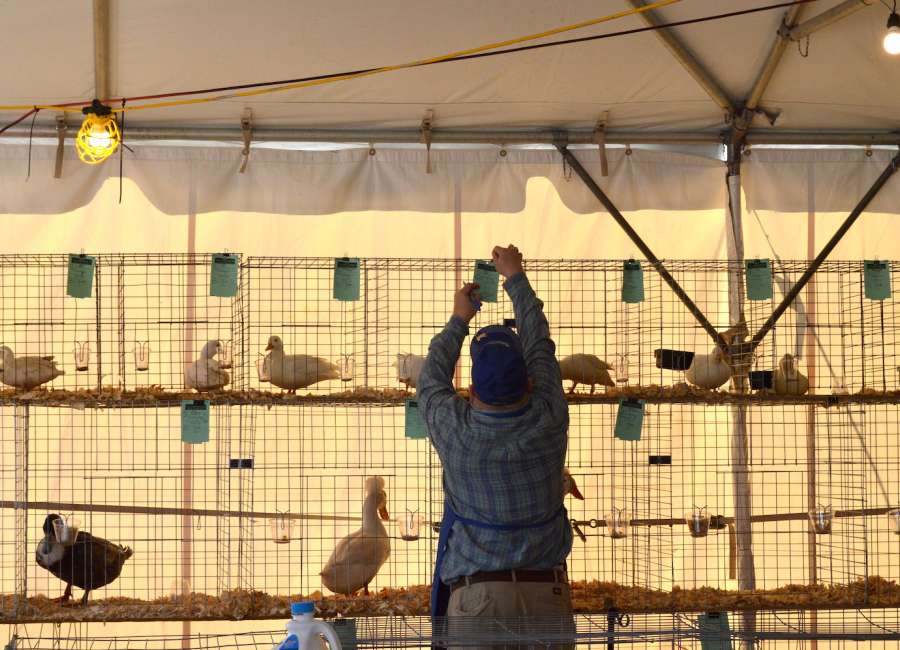 UPDATE: Poultry show canceled after state suspends all poultry exhibitions; certain sales still allowed