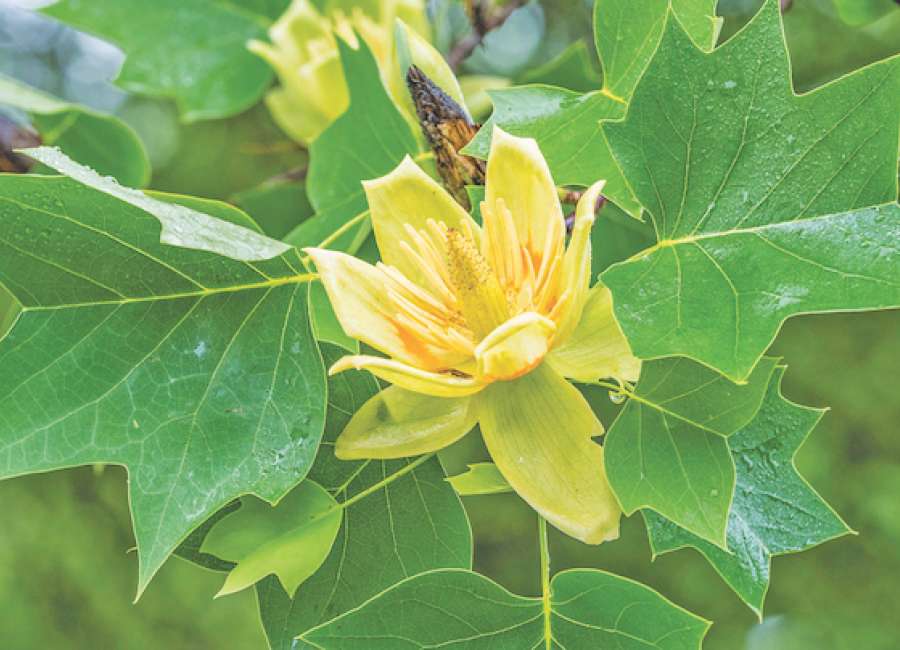 There & back again: Backyard tulip poplar tree