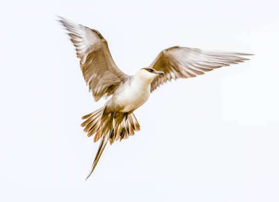 There & back again: Long-tailed jaeger