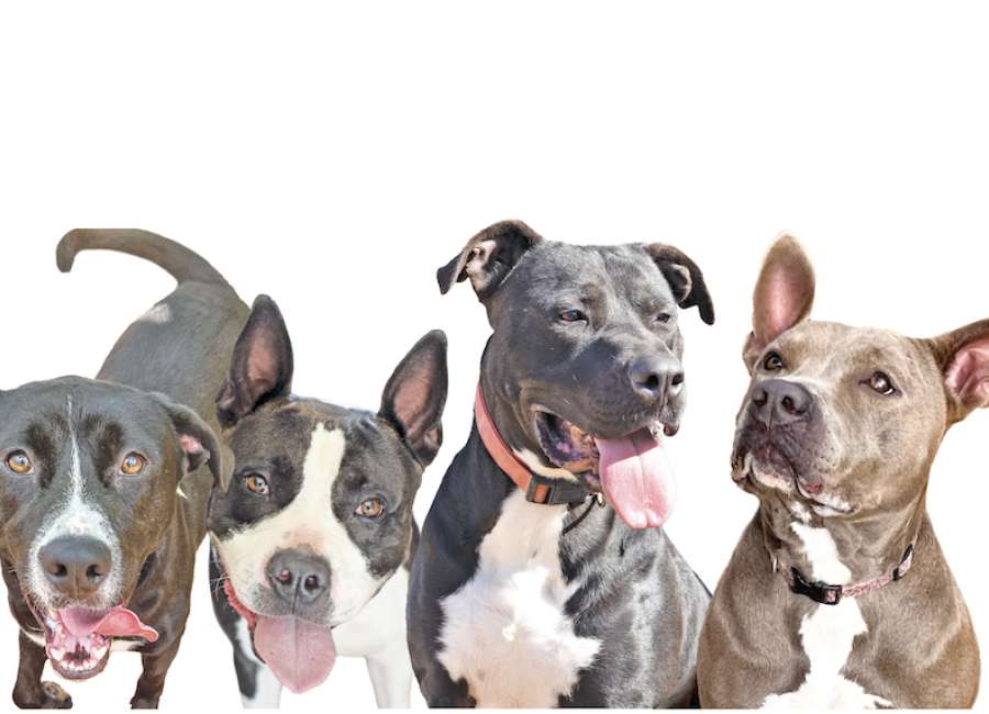 Euthanasia imminent at overcrowded animal shelter