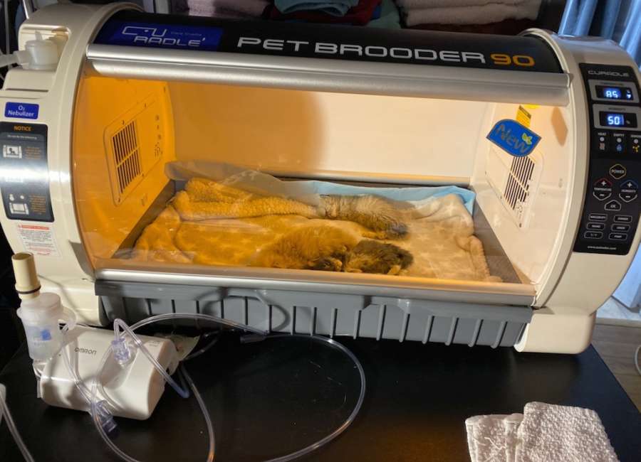 kitten incubator kitten incubator